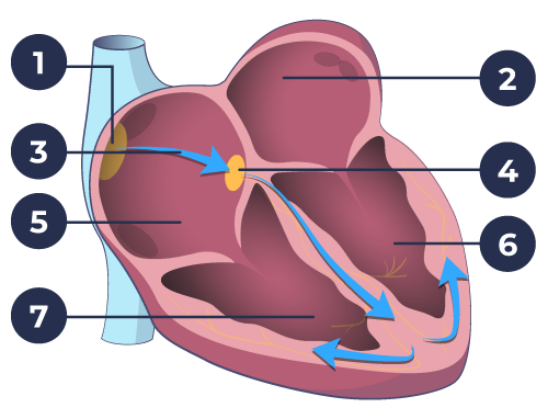 The Electrical Impulses - What makes your heart pump?