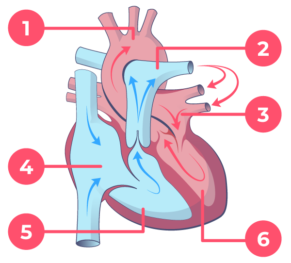 Hvordan er hjertet opbygget?